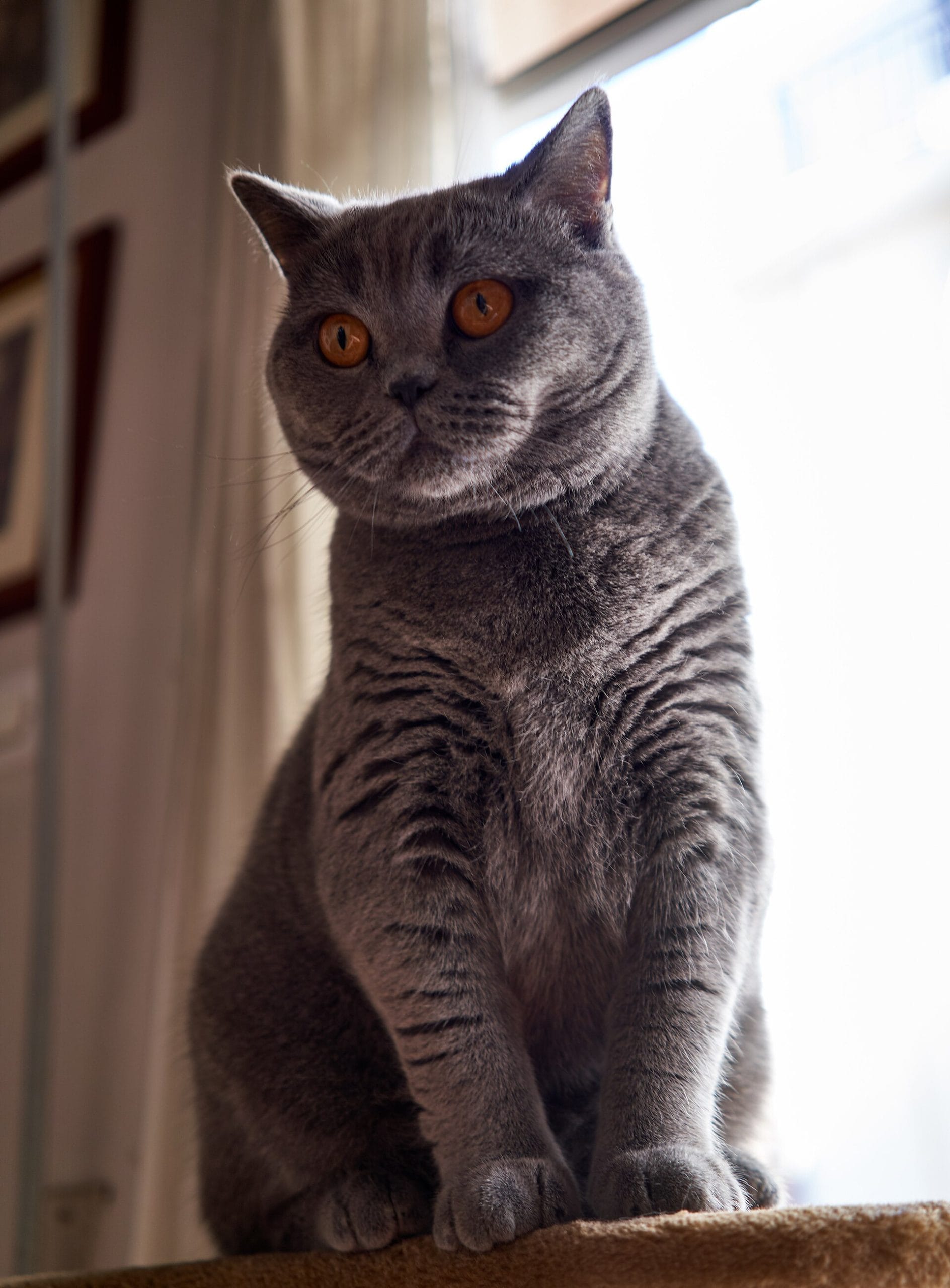 Gatto British Shorthair dal mantello blu e folto