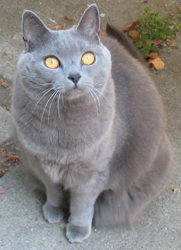 Gatto Certosino (Chartreux) dal pelo blu-grigio lanoso