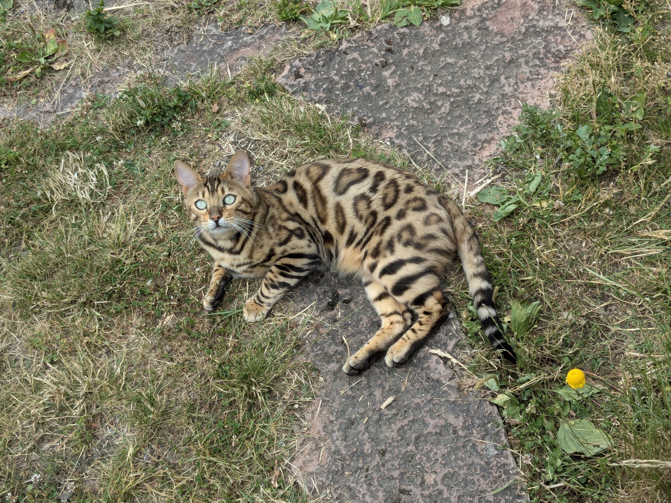 Gatto bengala adulto con mantello maculato a rosette