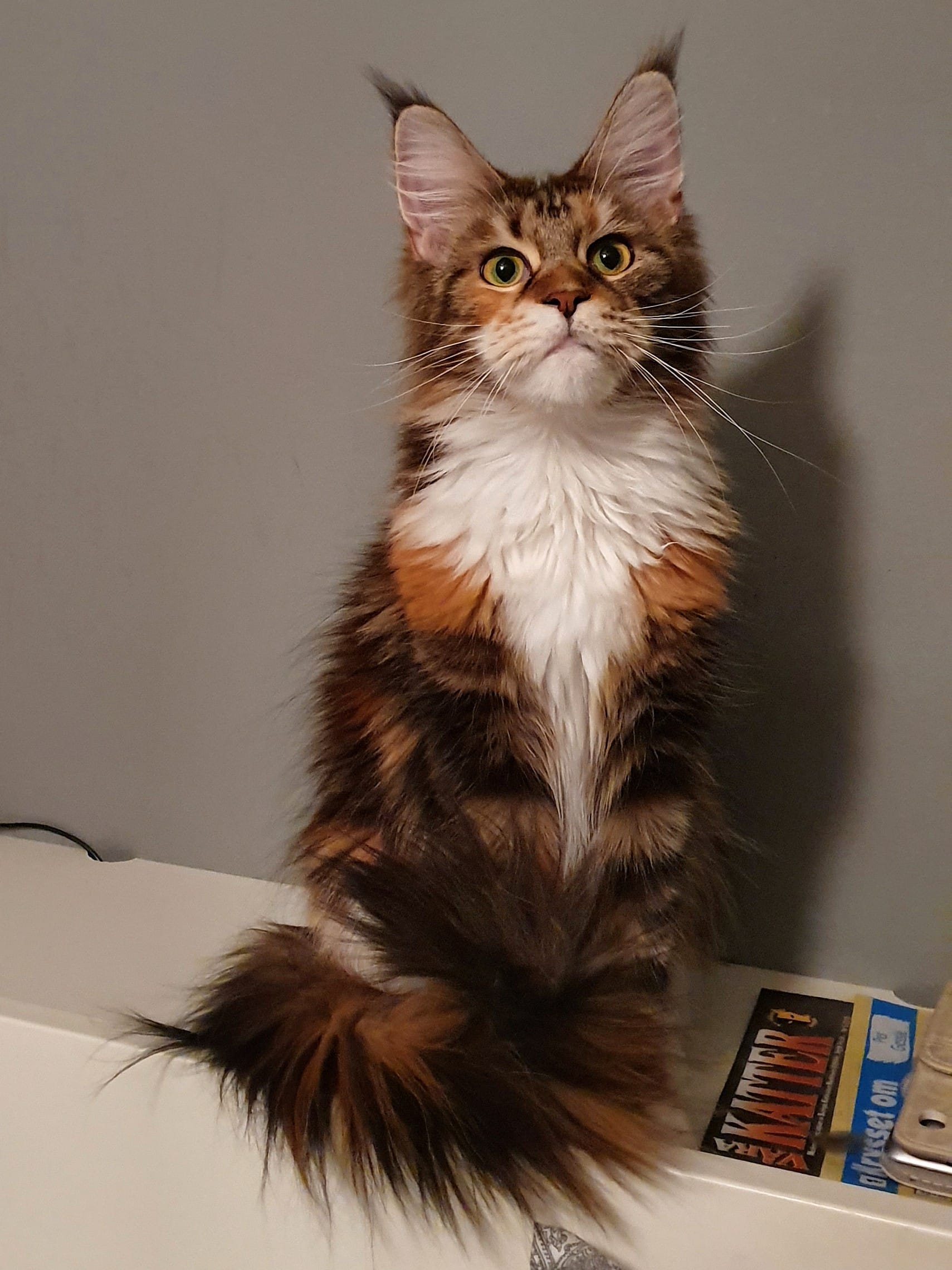 Maine Coon, gatto dal pelo semilungo e coda folta