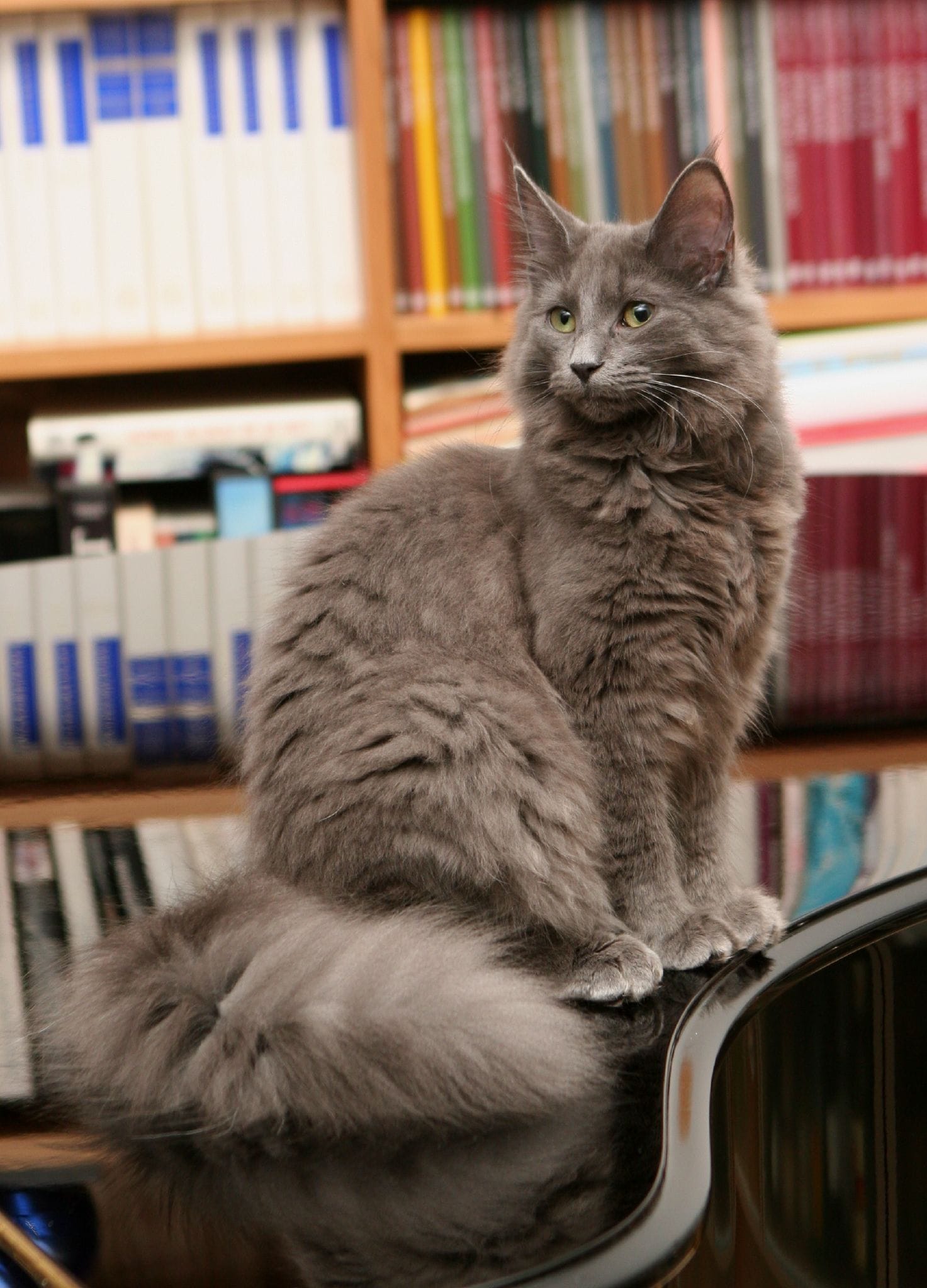 Gatto Norvegese delle Foreste dal mantello lungo grigio