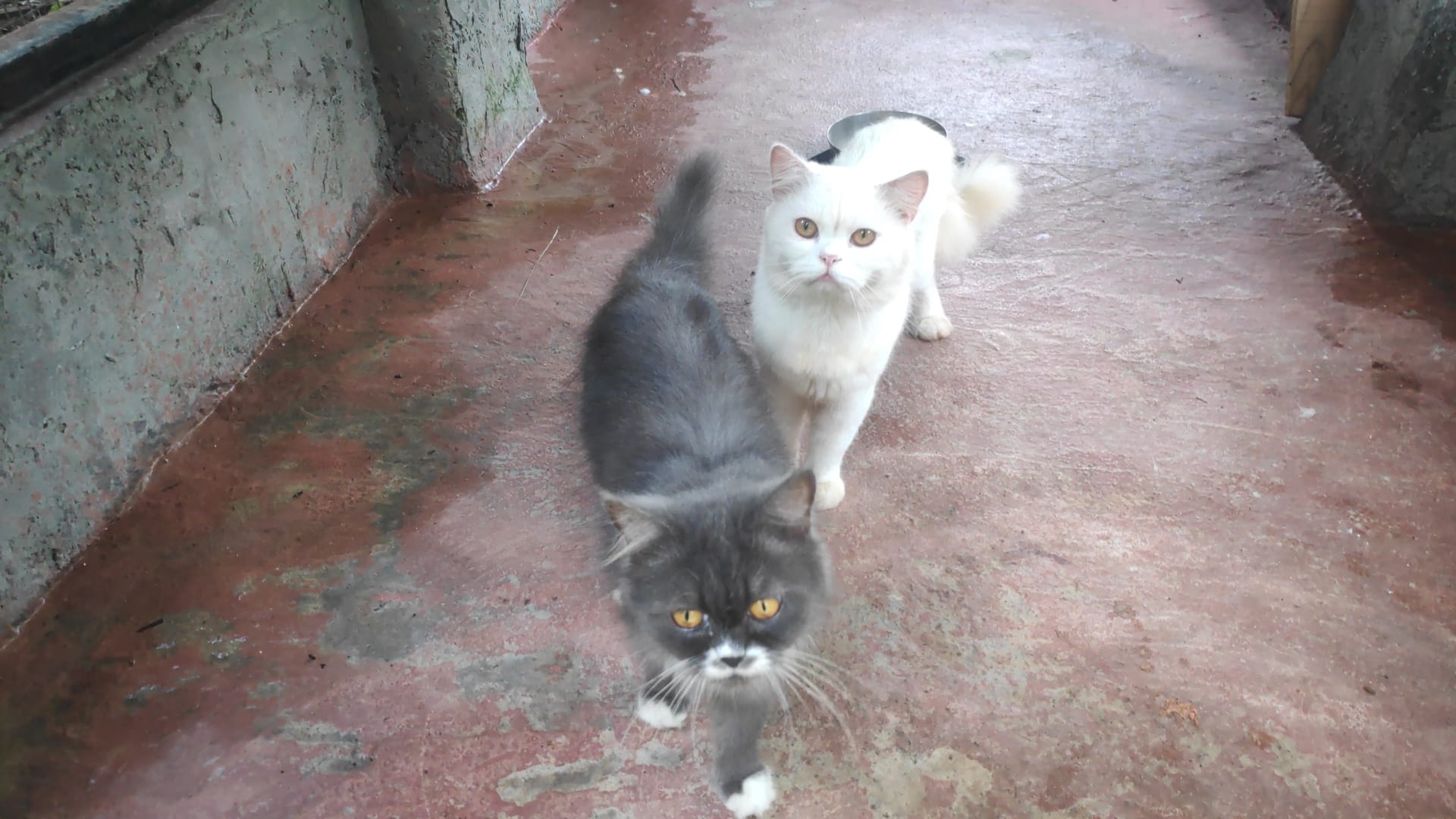 Gatto Persiano dal mantello lungo e folto