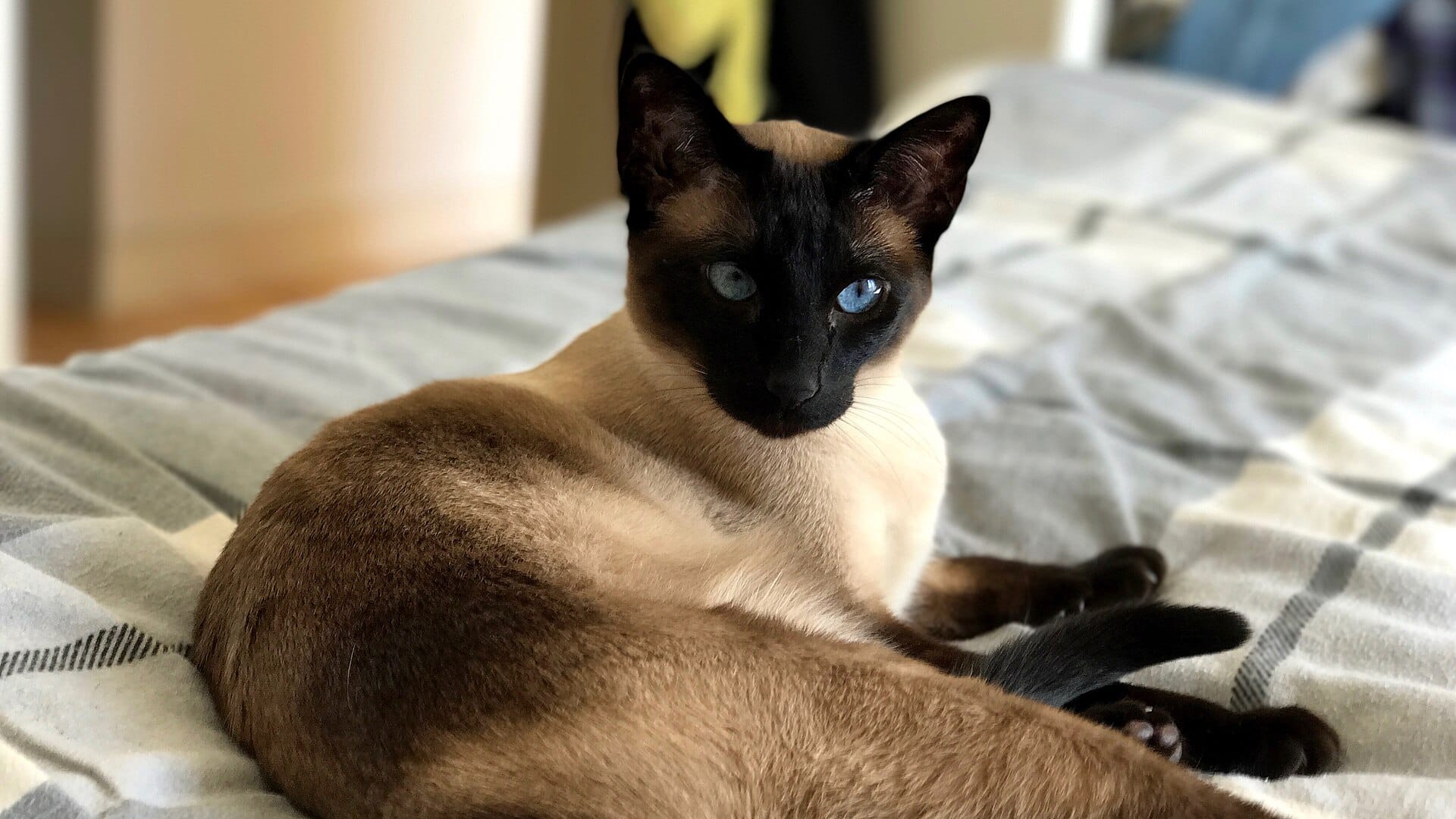 Gatto Siamese seal point con occhi azzurri